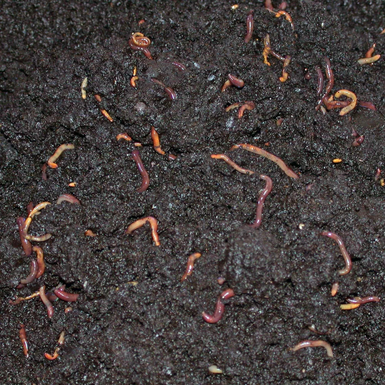 Vers à compost pour le vermicomposteur – Jardinage durable