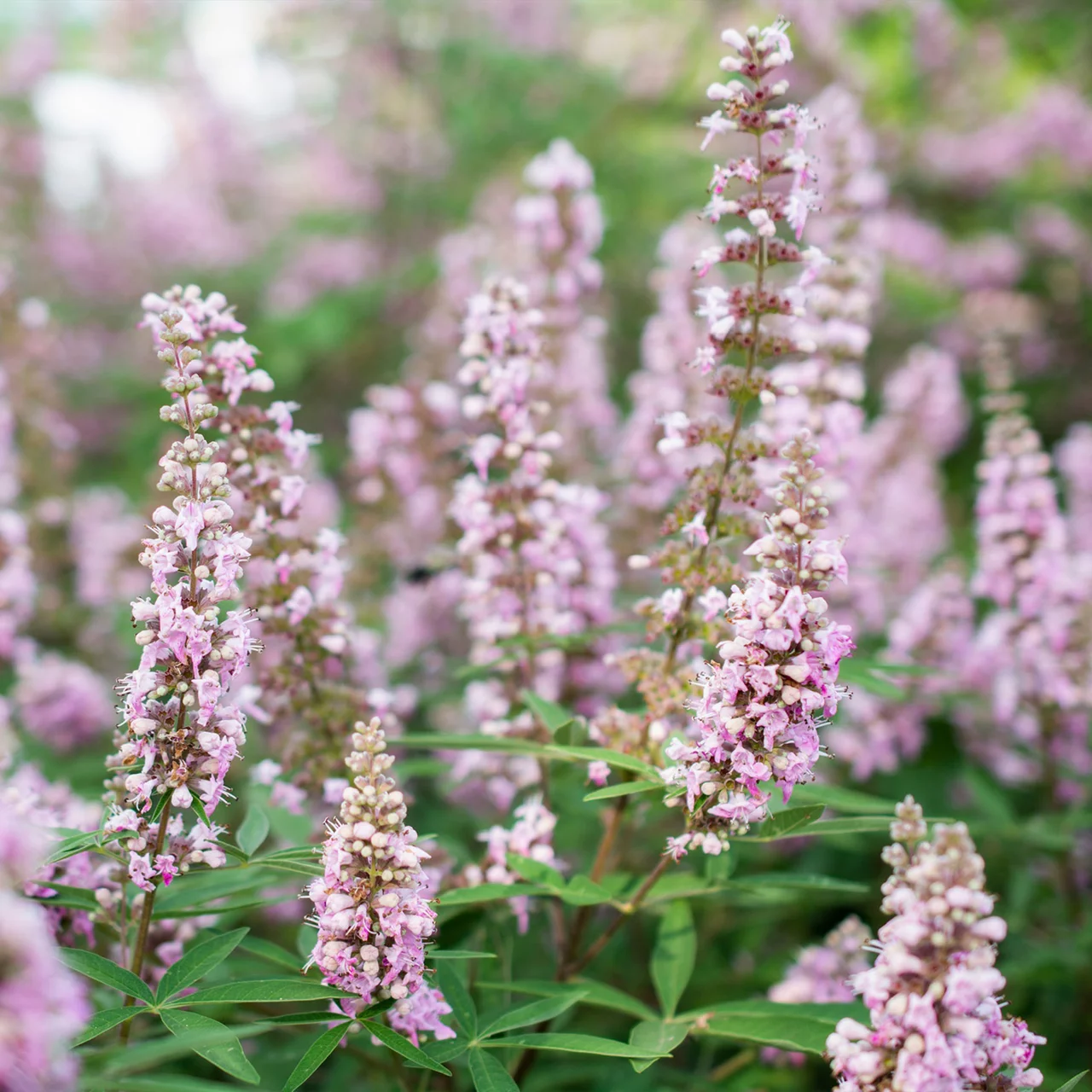 Mönchspfeffer 'Pink Pinnacle' | © R. Rombach Pflanzenproduktion