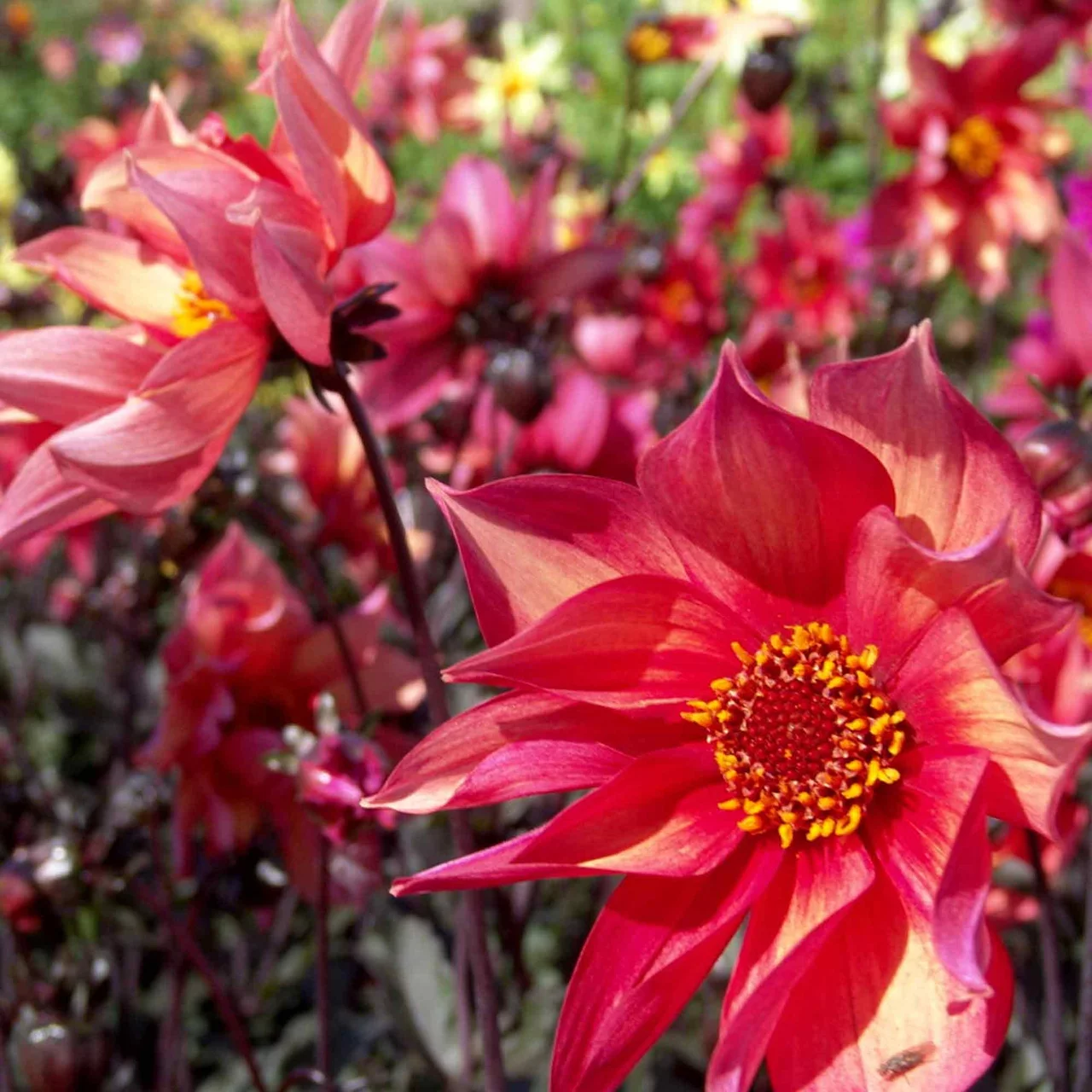 Dahlie Waltzing Mathilda | © Natural Bulbs