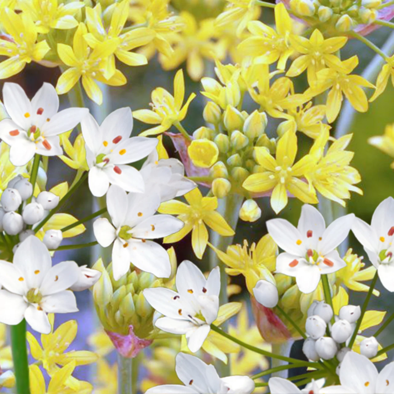 Ail ornemental - Mélange | © Natural Bulbs