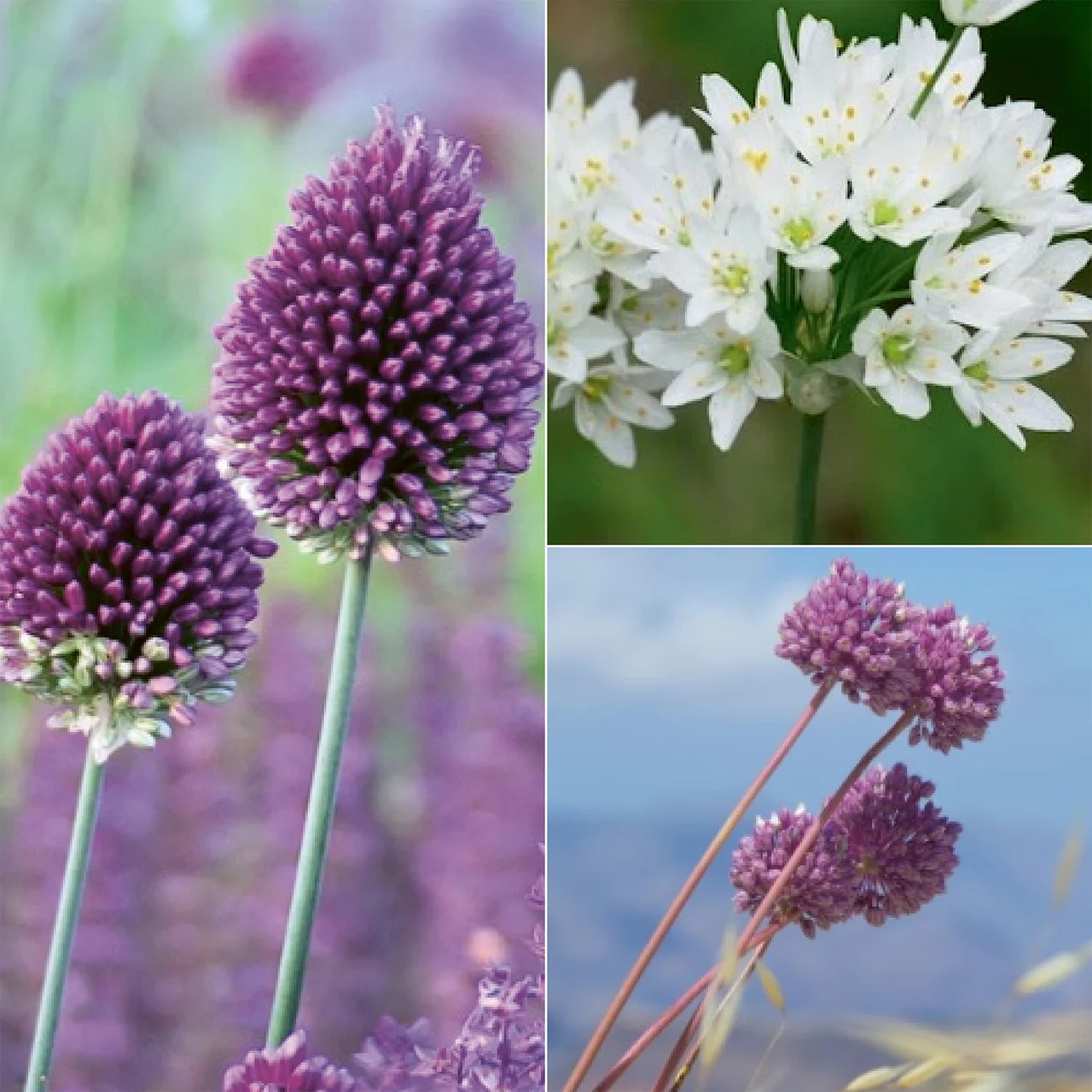Banquet pour abeilles - Début d'été | © Natural Bulbs