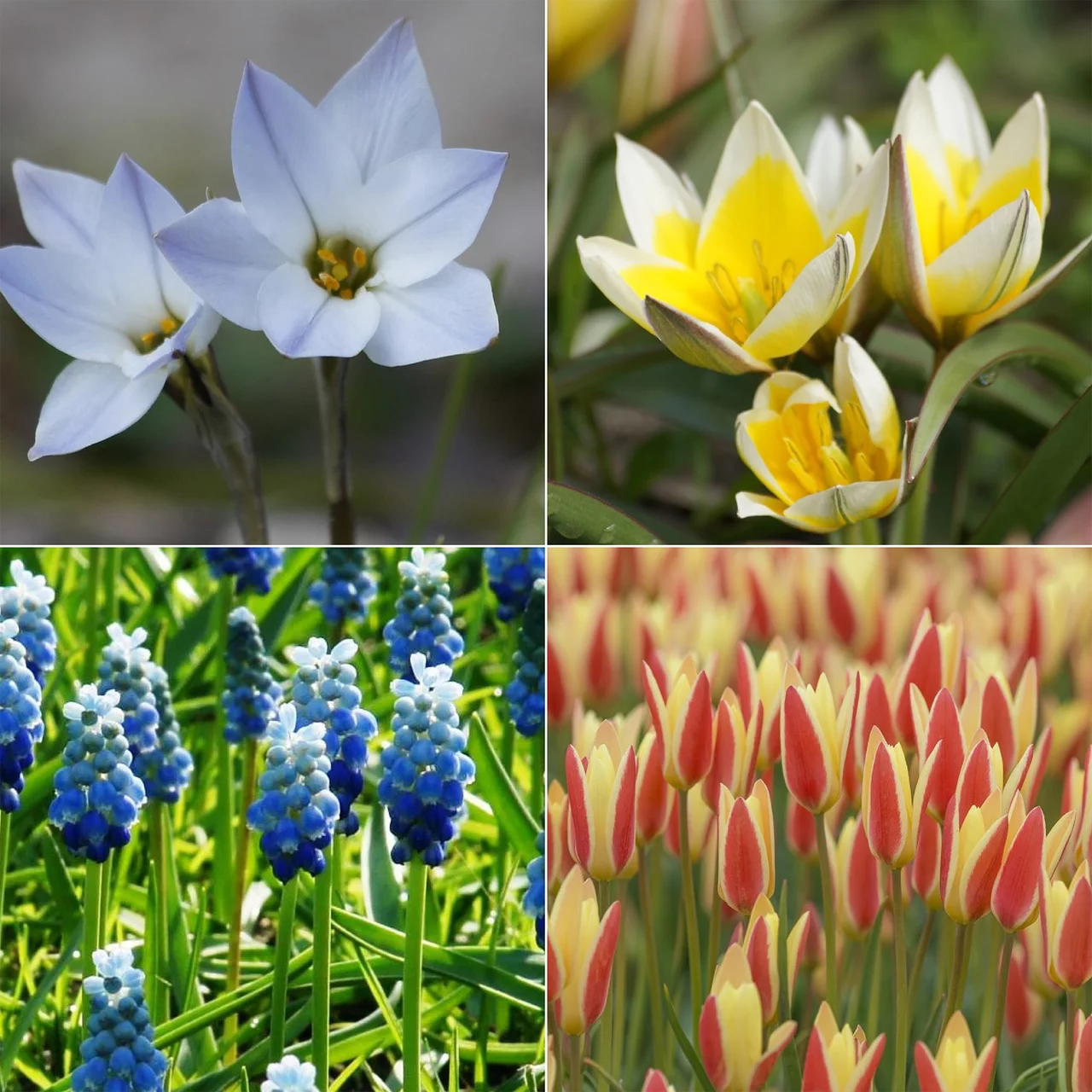 Buffet pour abeilles - Balcon | © Natural Bulbs