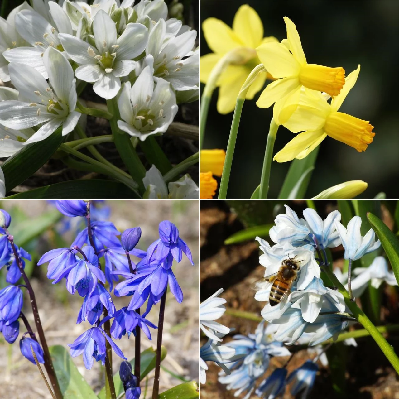 Buffet pour abeilles - Ombrage | © Natural Bulbs