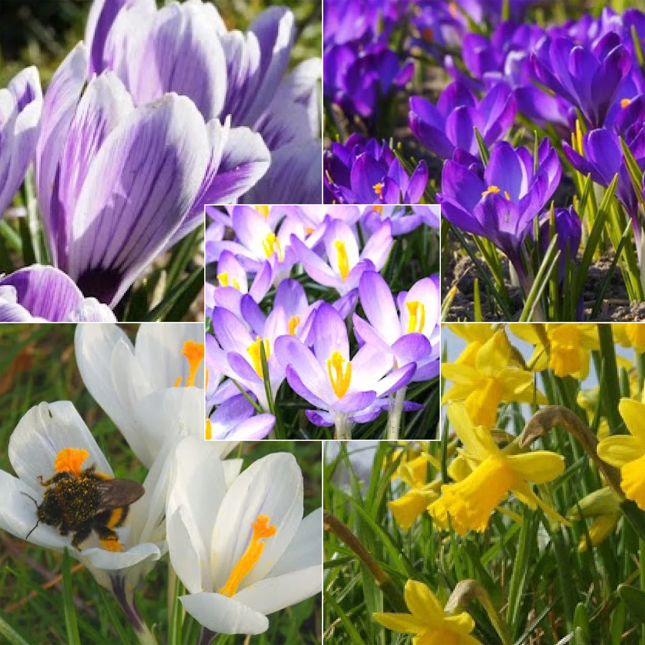 Buffet pour abeilles – Reine des bourdons | © Natural Bulbs