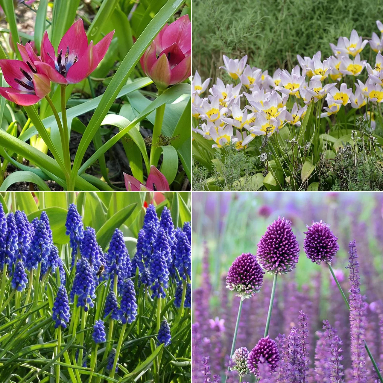 Buffet pour abeilles - Bain de soleil | © Natural Bulbs