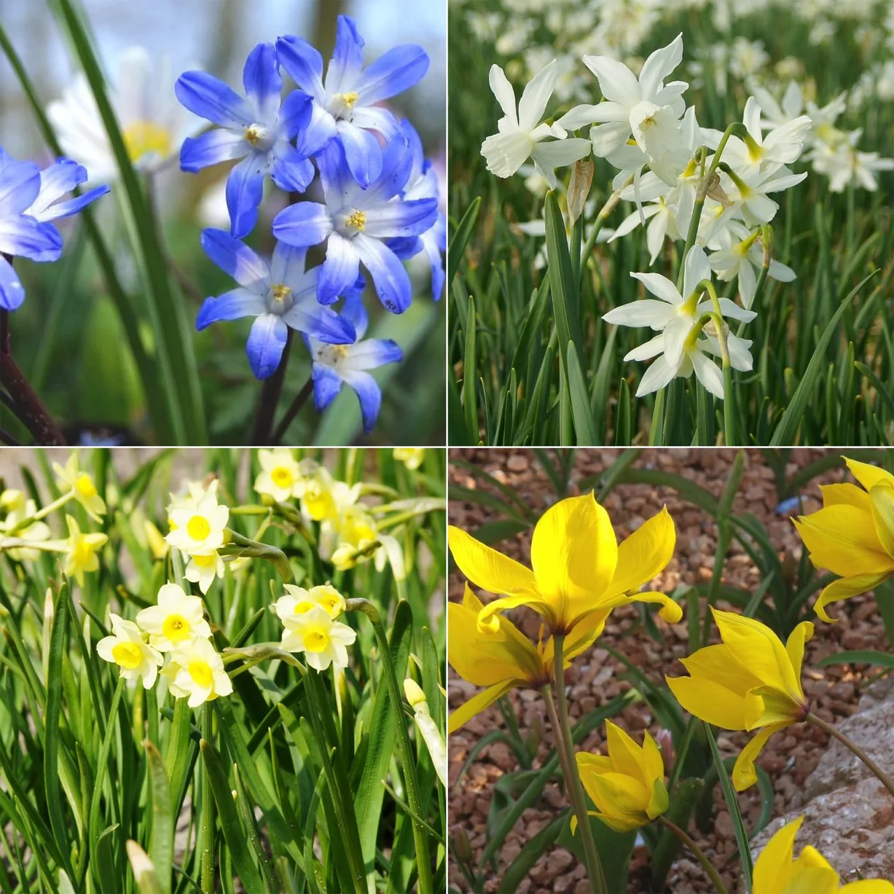 Buffet pour les abeilles - Pique-nique sous les arbres | © Natural Bulbs