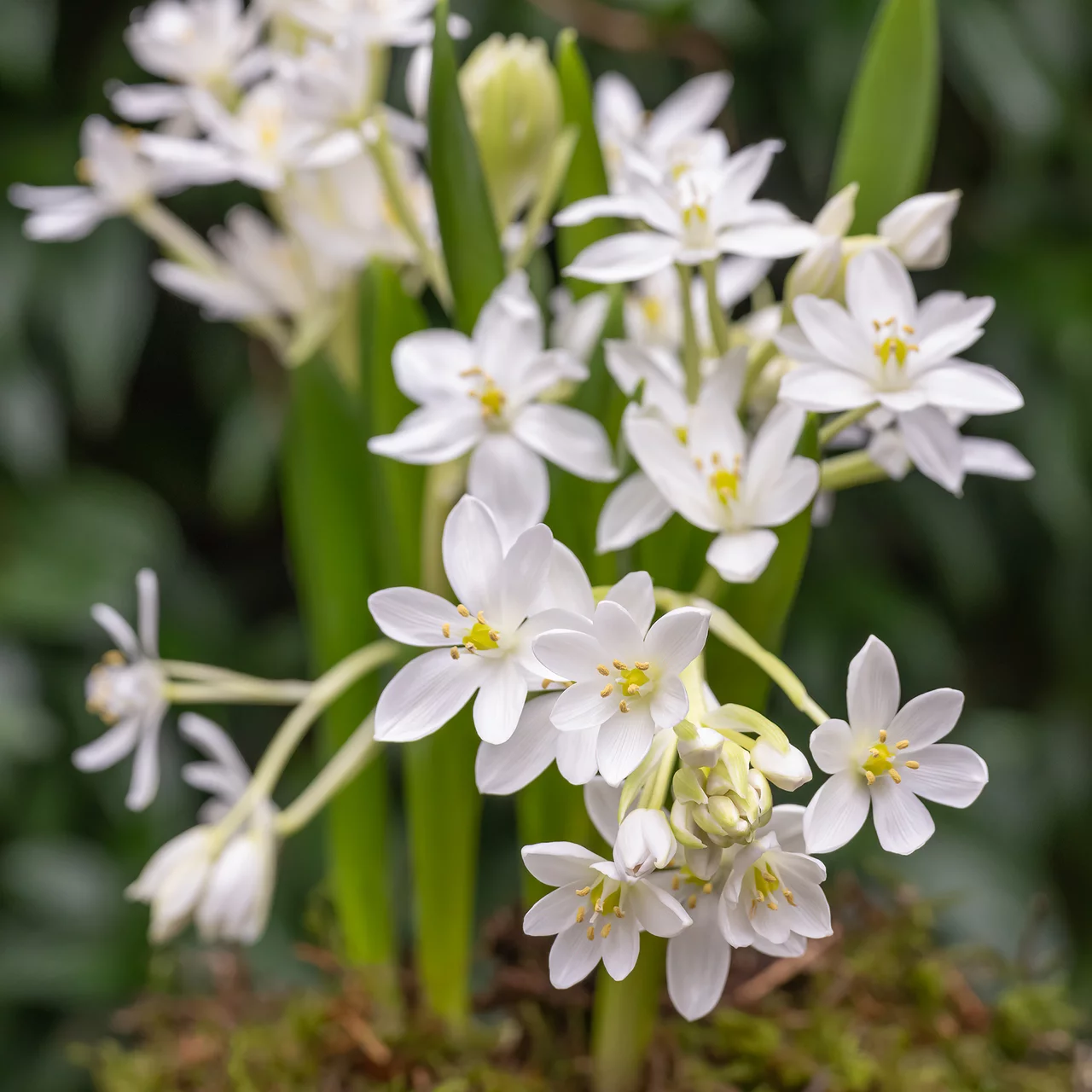 Milchstern 'White Trophy' | © Natural Bulbs