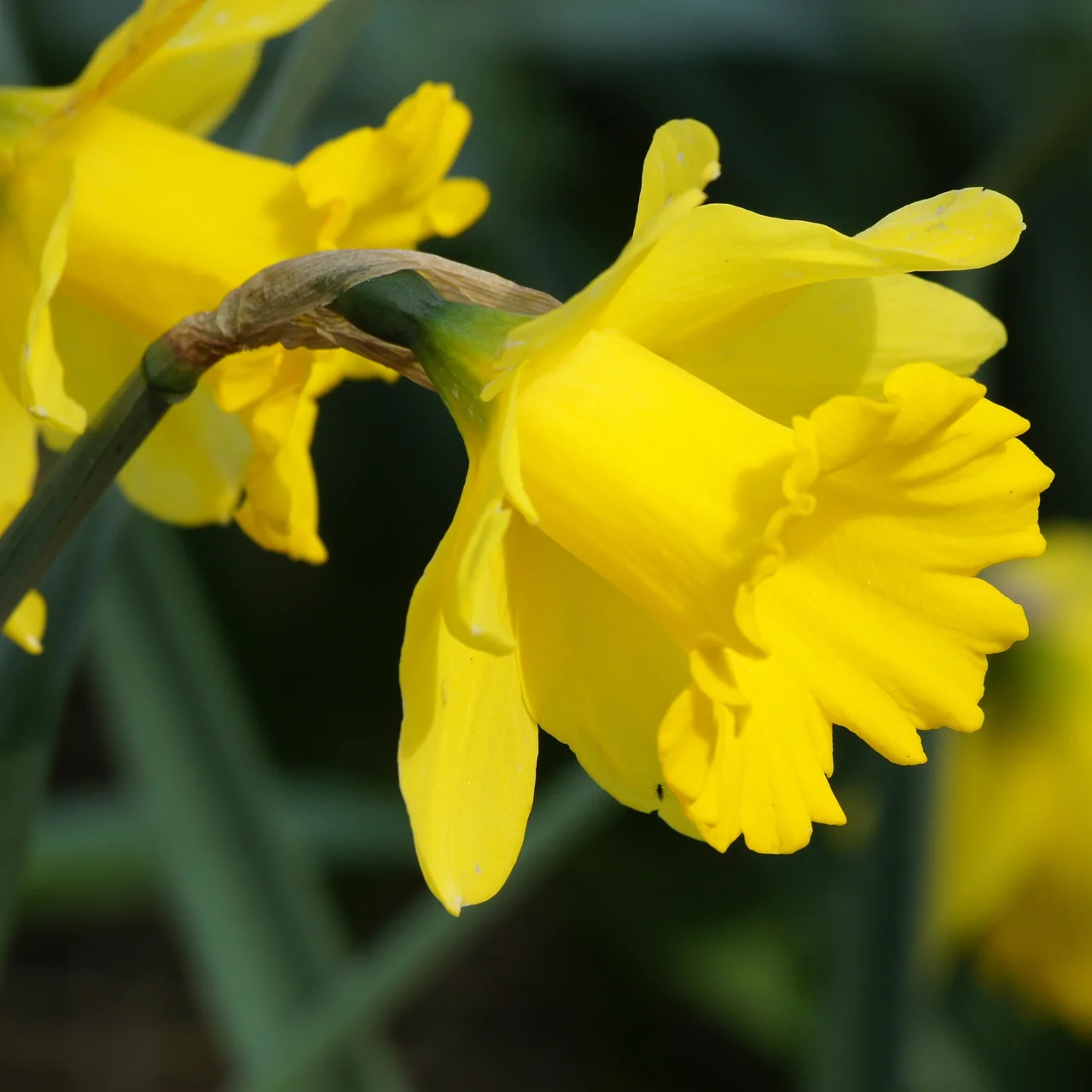 Narcisse Dutch Master