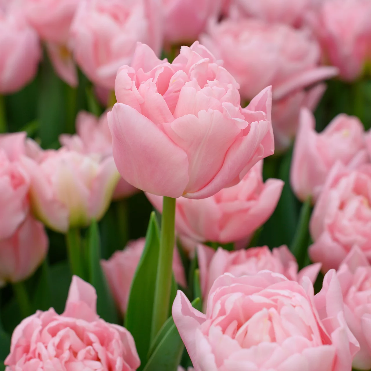 Tulpe 'Dreamer' | © Natural Bulbs