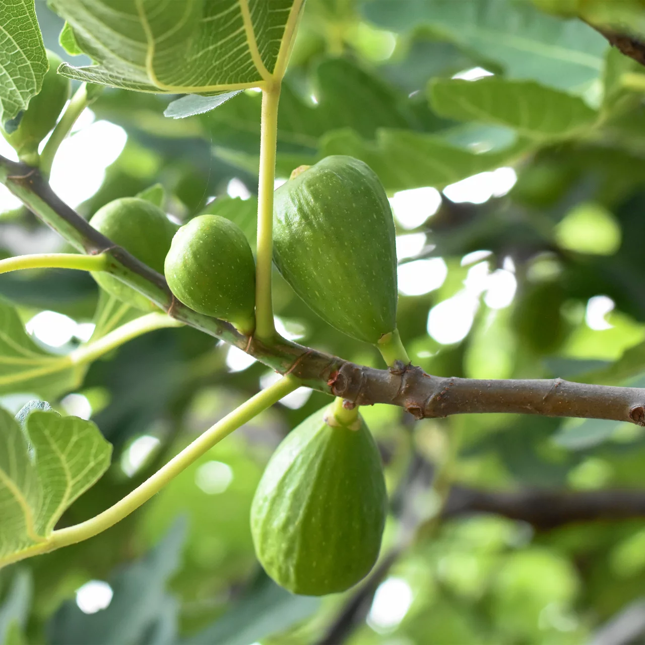 Feigenbaum 'Desert King' | © R. Rombach Pflanzenproduktion