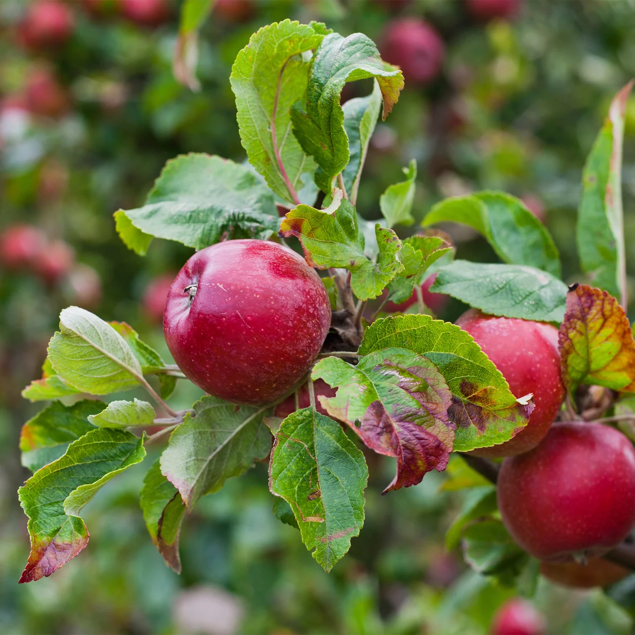 Pommier Rose de Berne