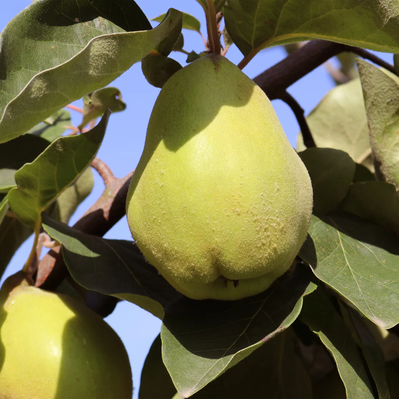 Quittenbaum Cydora Robusta