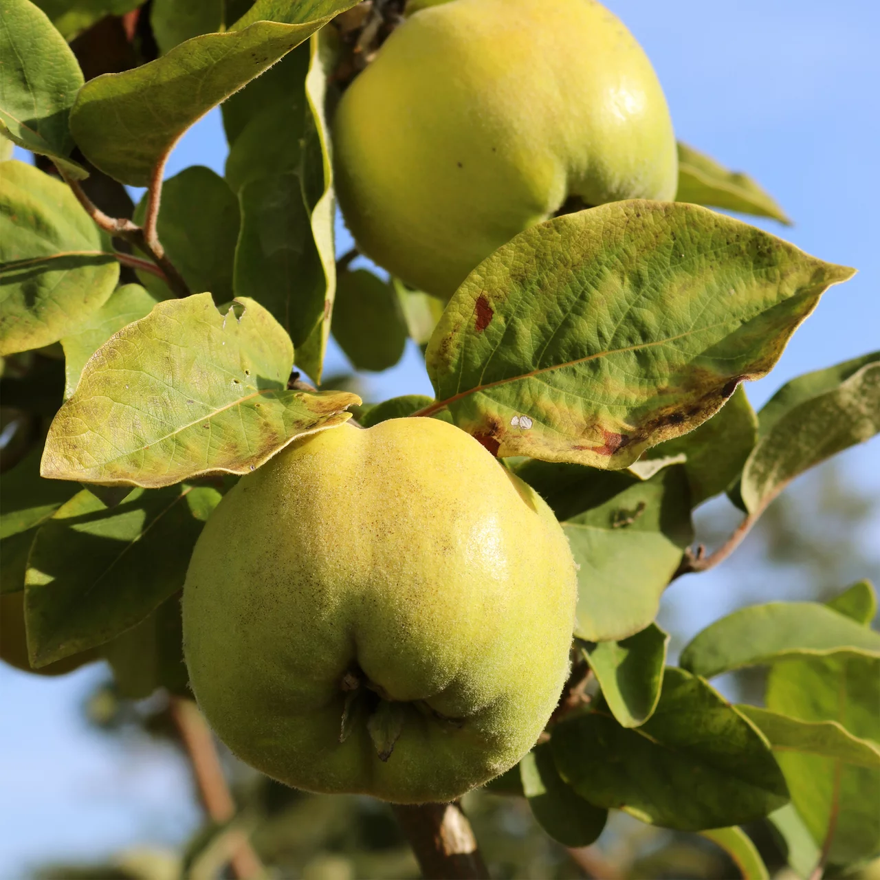 Cognassier 'Wudonia'