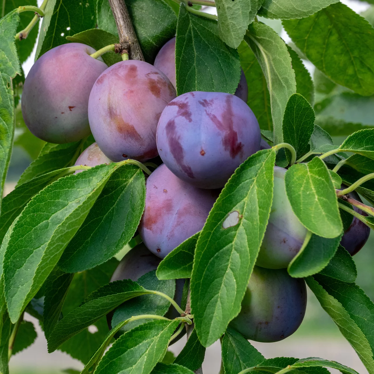 Zwetschgenbaum 'Ersinger früh'