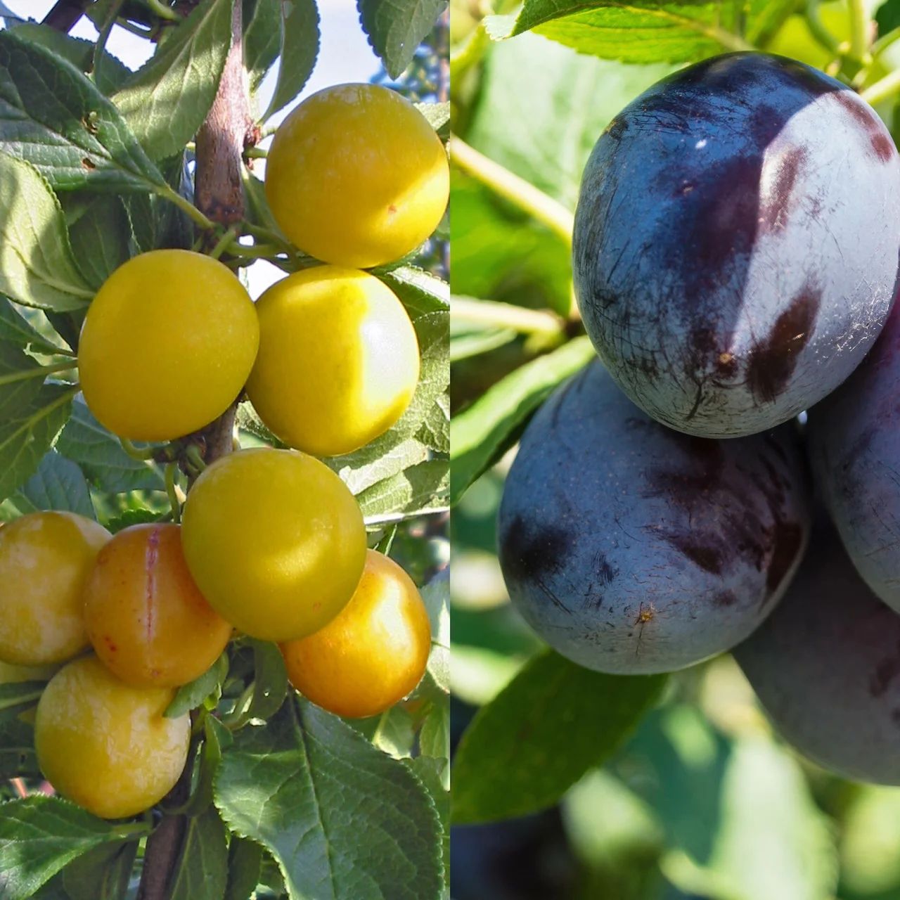 Duo-Obstbaum Pflaume 'M.d. Nancy' / Zwetschge 'Cacaks Schöne' | © R. Rombach Pflanzenproduktion