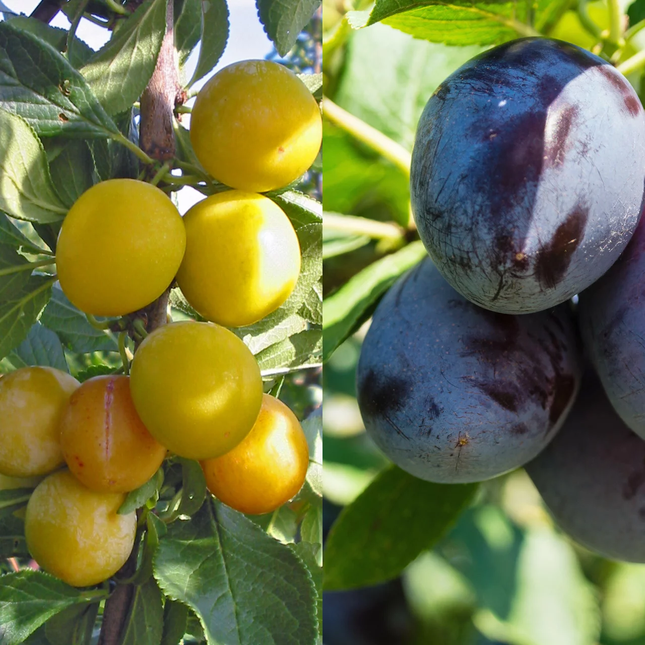 Prunier Duo 'Mirabelle de Nancy' / Quetschier 'Cacaks Schöne' | © R. Rombach Pflanzenproduktion