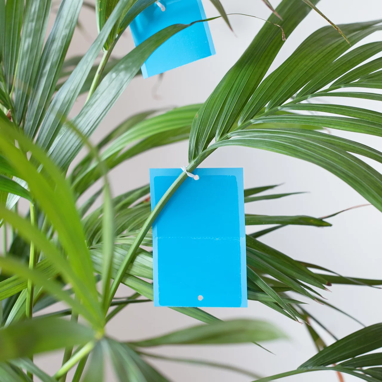 Produktbild zu «Blaufallen» | © Papírna Moudrý s.r.o.