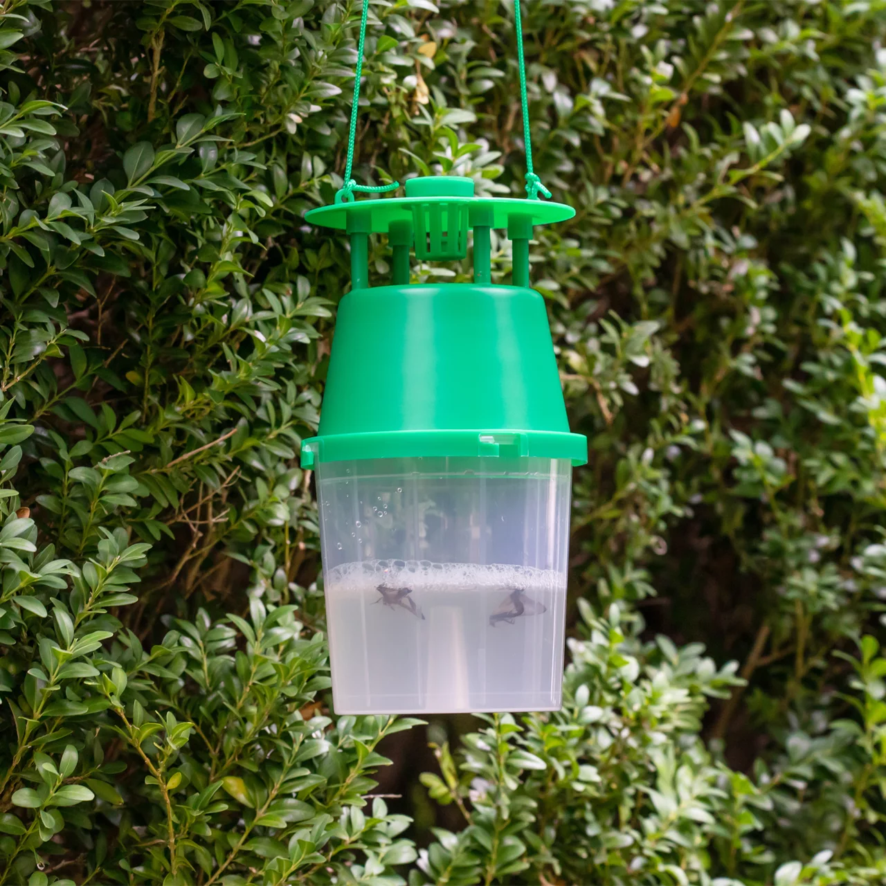 Image du produit pour «Piège à pyrale du buis / Recharge pour piège à pyrale du buis» | © Andermatt Biogarten AG