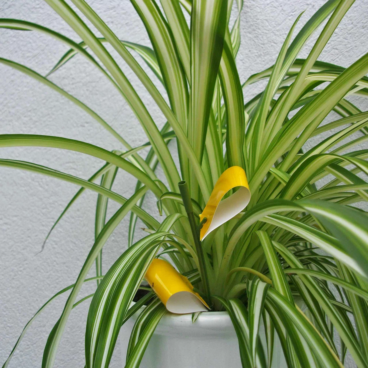 Image du produit pour «Pièges englués» | © Andermatt Biogarten AG