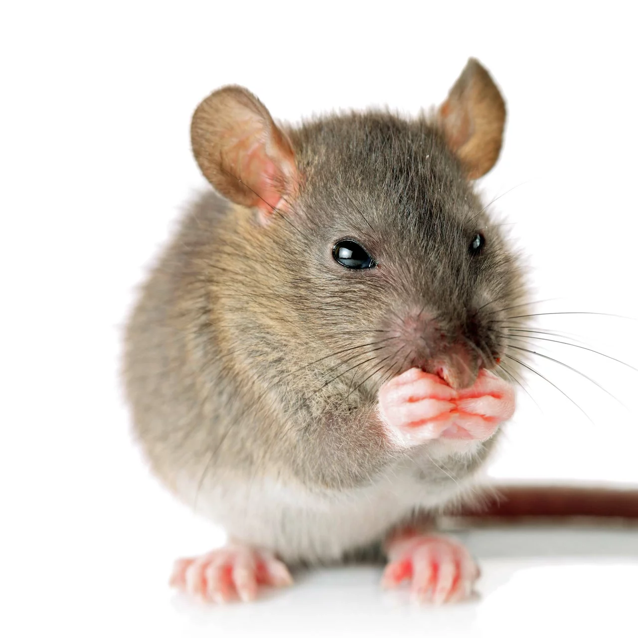 Piège à souris pour la capture vivante – Attraper les souris