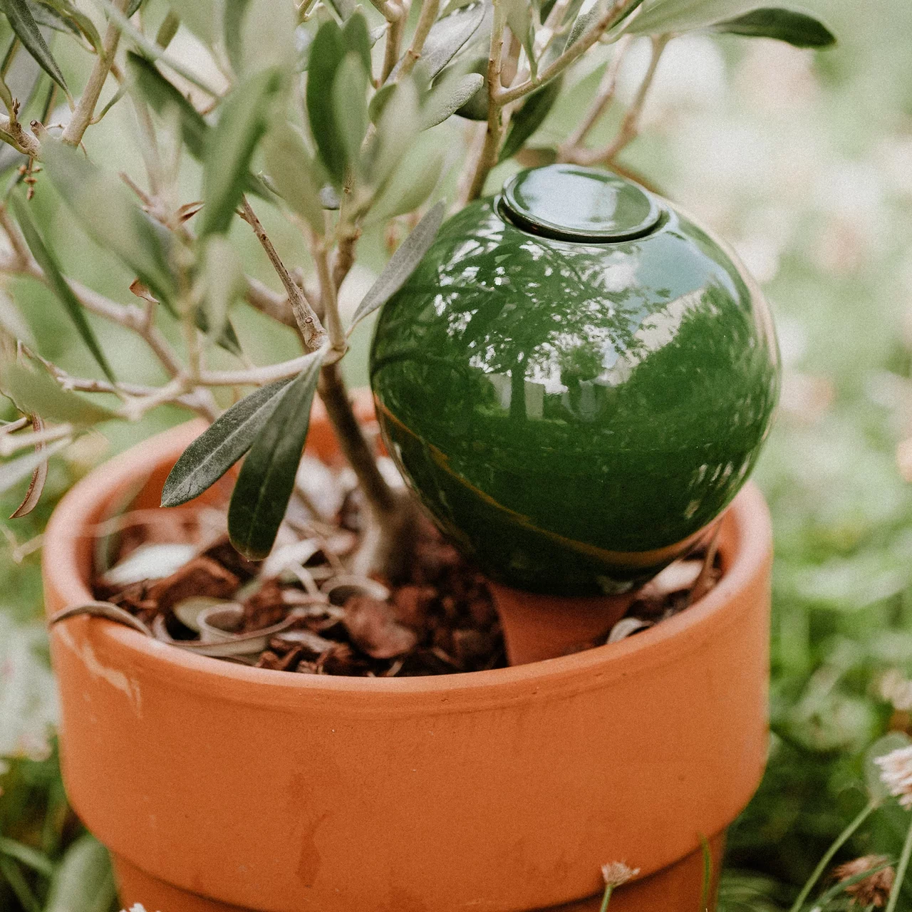Image du produit pour «Ollas (Oyas) goutte d'irrigation pour plantes en pot» | © Poterie Lutton