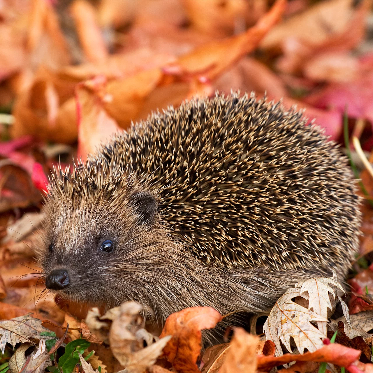 Image du produit pour «Nourriture pour hérissons» | © CJ WildBird Foods Ltd