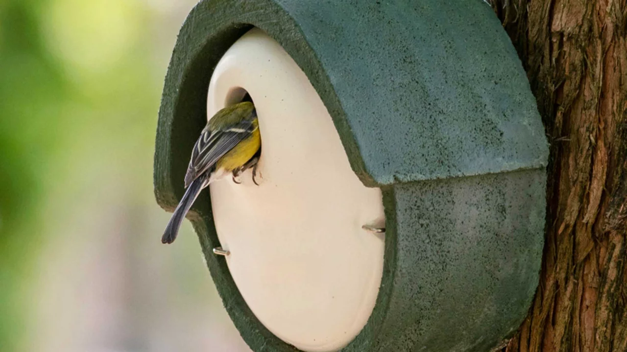 Produktbild zu «Vogelhaus Rotschwanz» | © CJ WildBird Foods Ltd