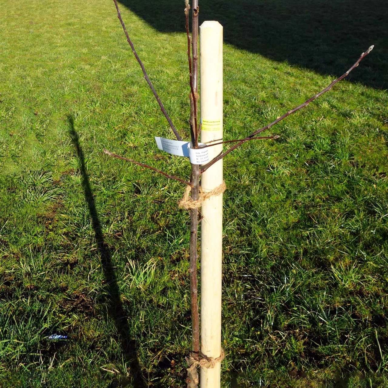 Image du produit pour «Tuteur Bio» | © Jenni Thun AG