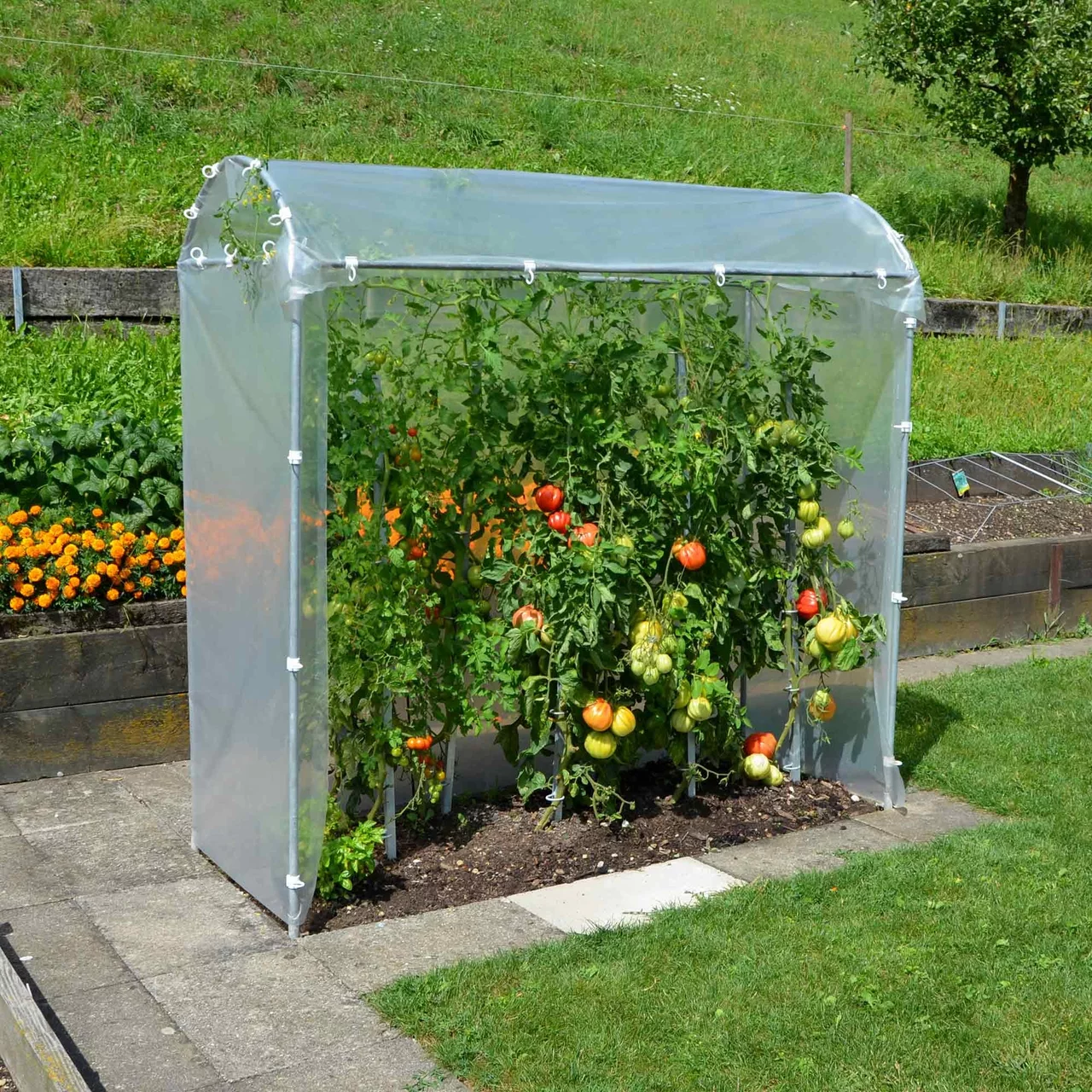 Image du produit pour «Abris à tomates» | © Brühwiler Maschinen AG