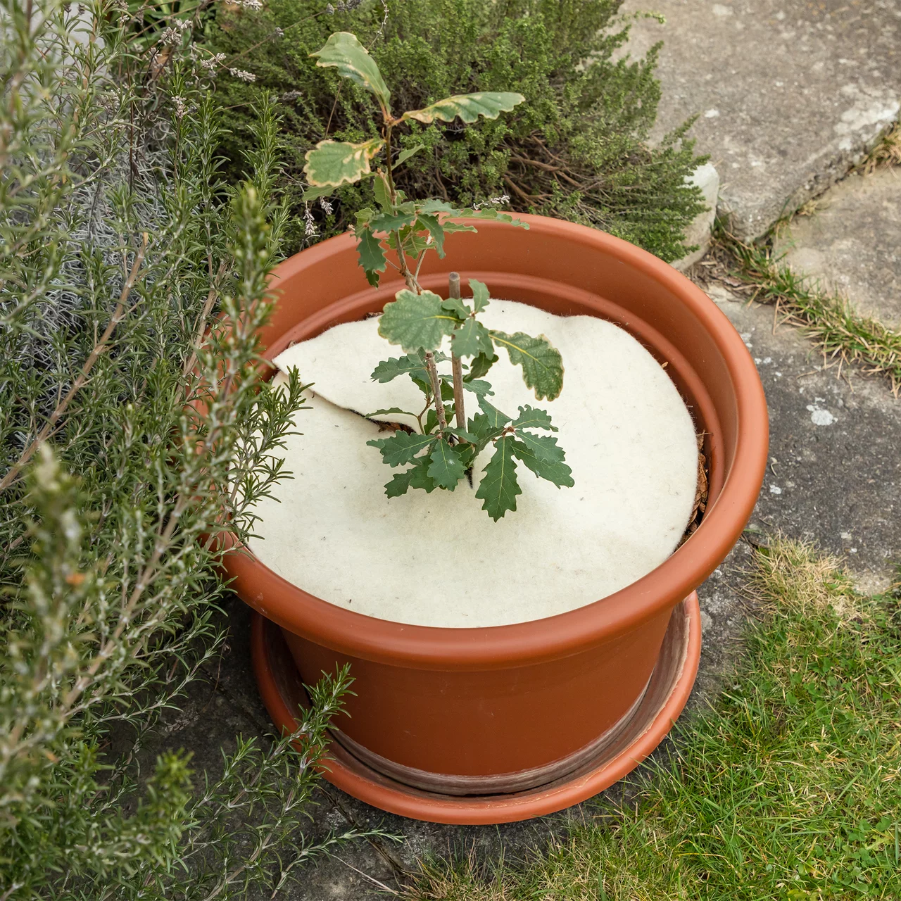 Image du produit pour «Disque de paillage en feutre de laine de mouton» | © Andermatt Biogarten AG