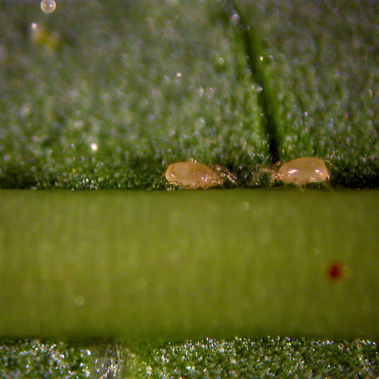 Produktbild zu «Amblyseius-Raubmilben» | © Andermatt Biogarten AG
