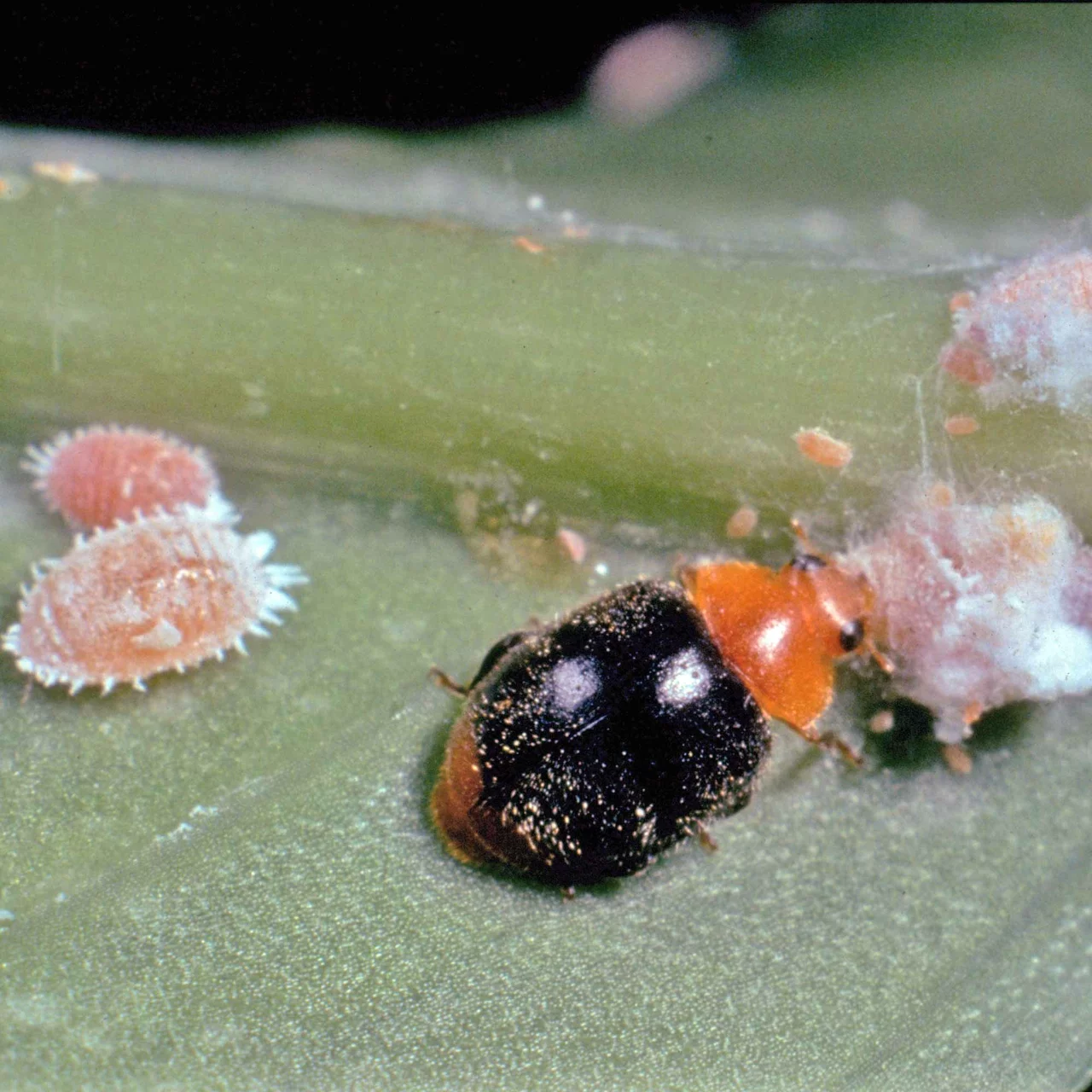 Image du produit pour «Larves de coccinelle Cryptolaemus» | © Andermatt Biocontrol Suisse AG