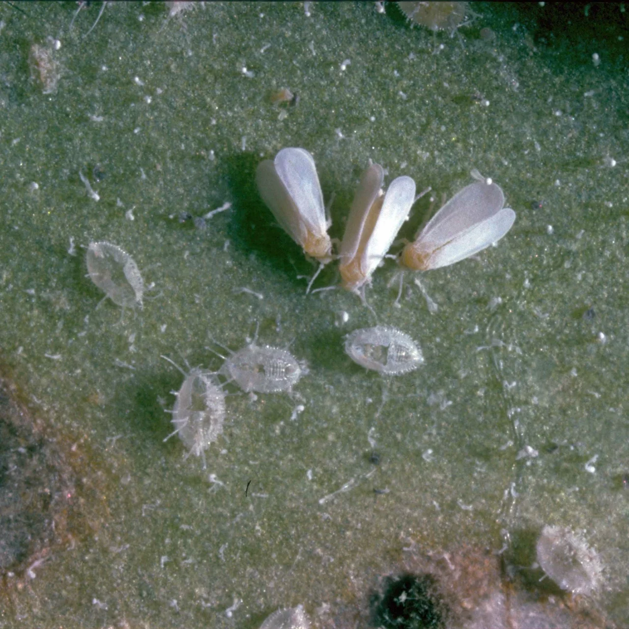 Produktbild zu «Encarsia-Schlupfwespen gegen Weisse Fliegen»