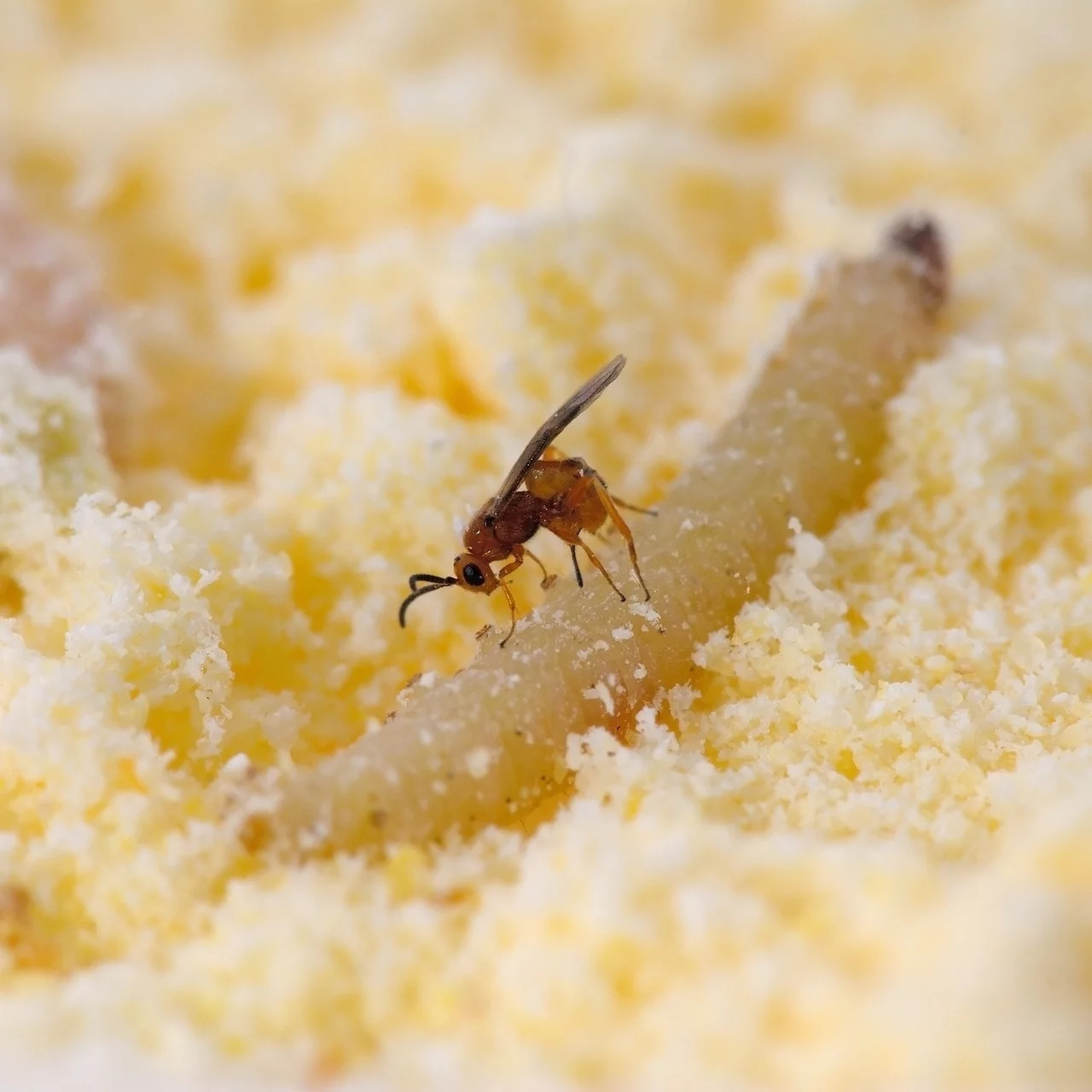 Produktbild zu «Habro-Schlupfwespen gegen Vorratsmottenlarven» | © Biologische Beratung BIP