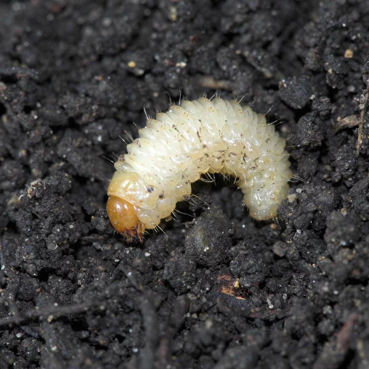 Produktbild zu «Meginem® Pro-Nematoden gegen Dickmaulrüsslerlarven»