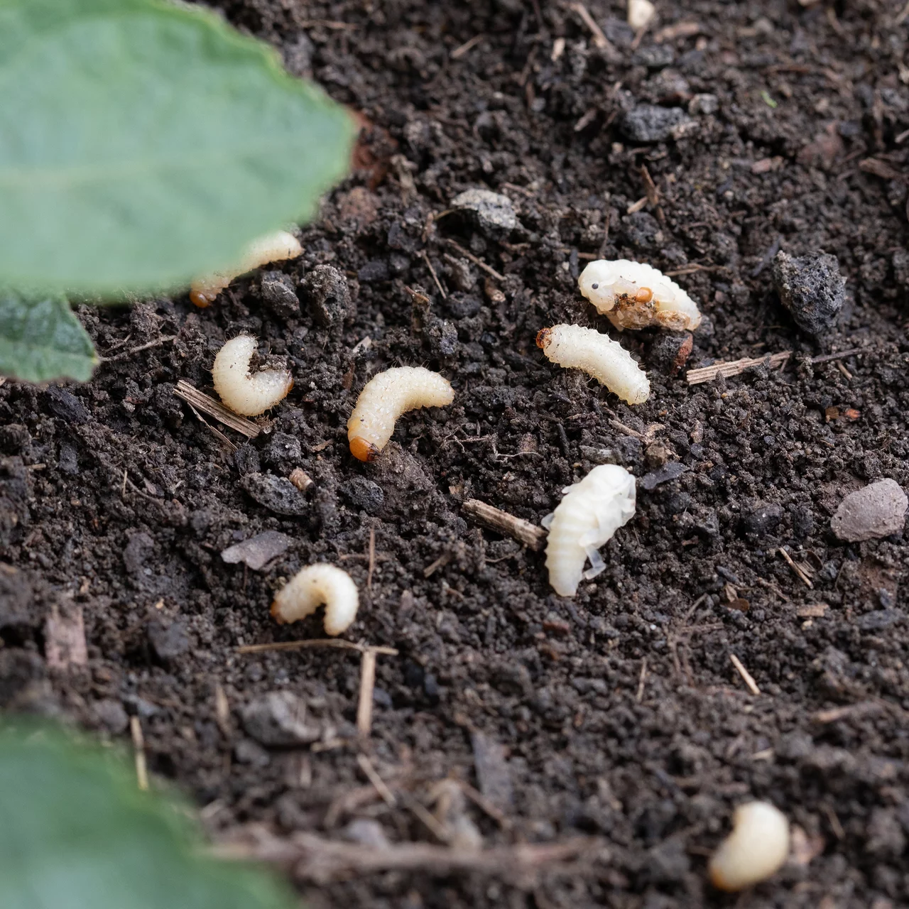 Nematoden gegen Dickmaulrsslerlarven  Meginem Pro