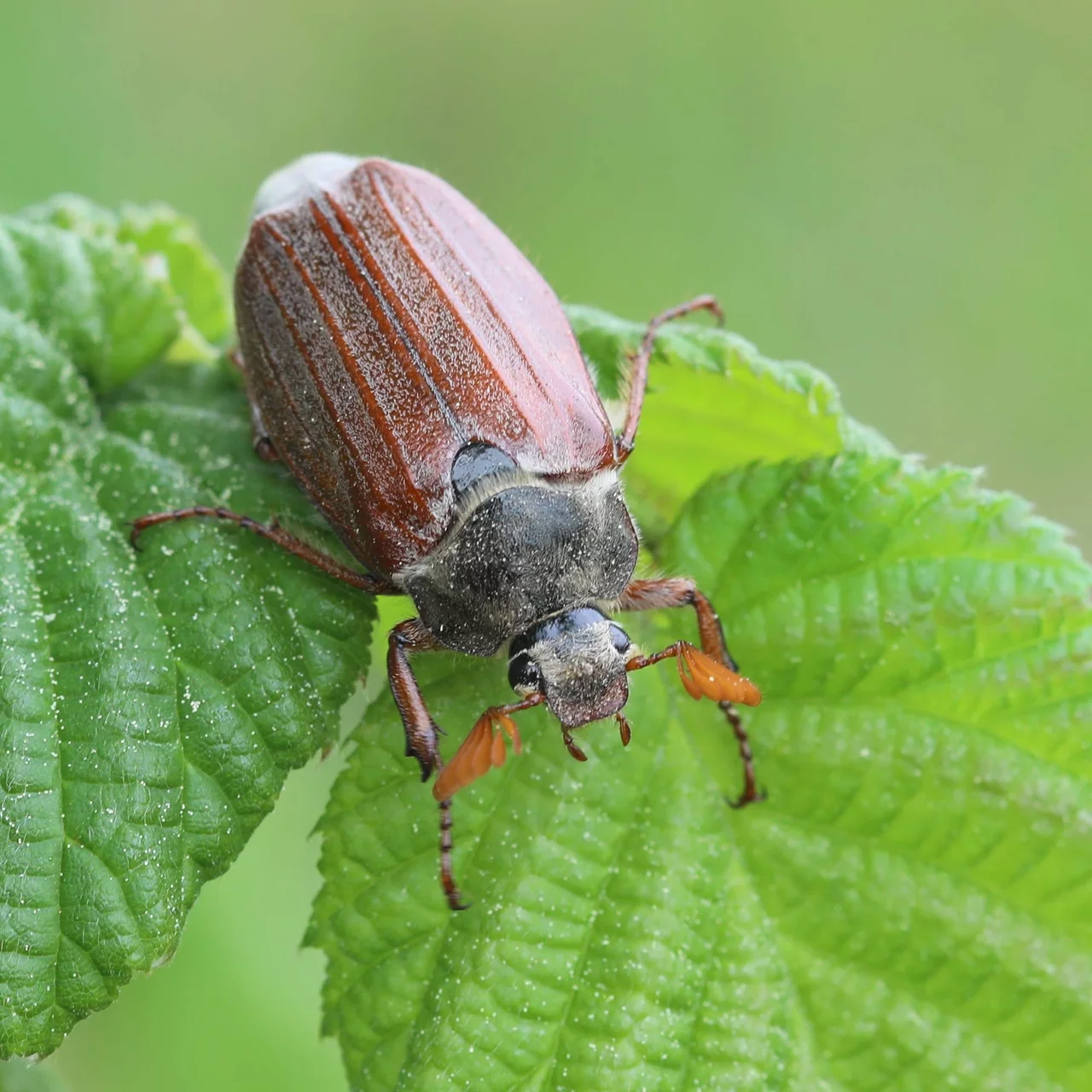 Image du produit pour «Melonem Nématodes»