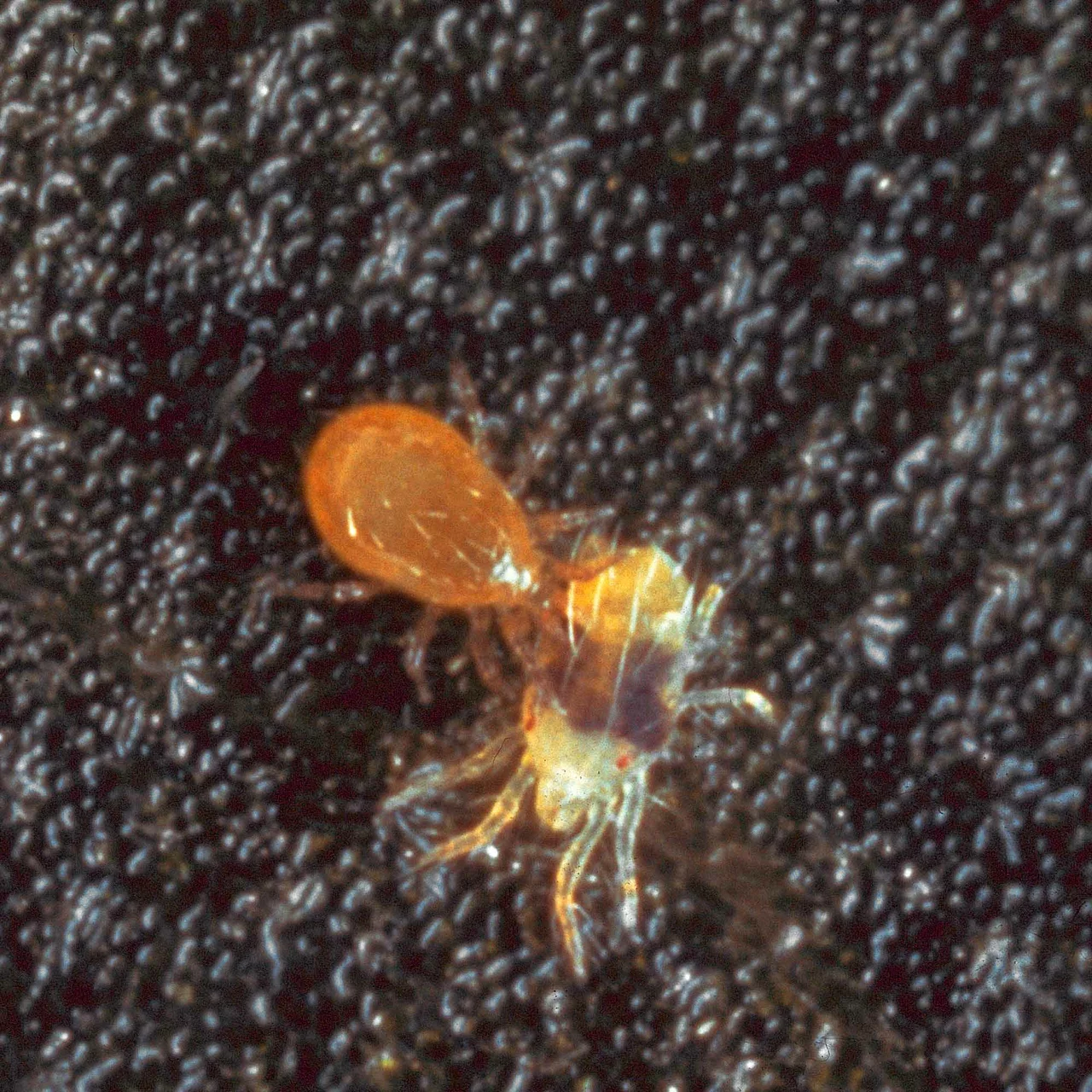 Image du produit pour «Phytoseiulus acariens prédateurs»