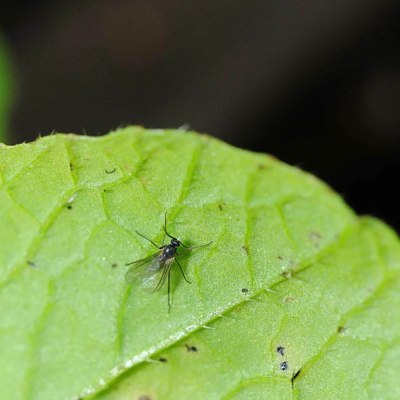 Les sciarides aussi appelées petites mouches noires - Mjardiner