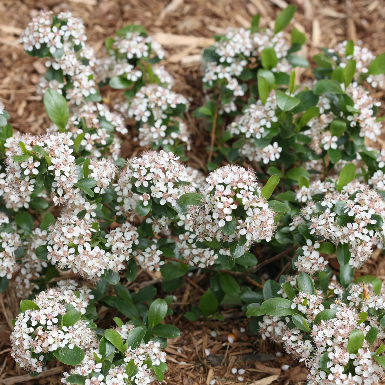 Apfelbeere (Aronia) 'Revontuli Mound' | © R. Rombach Pflanzenproduktion