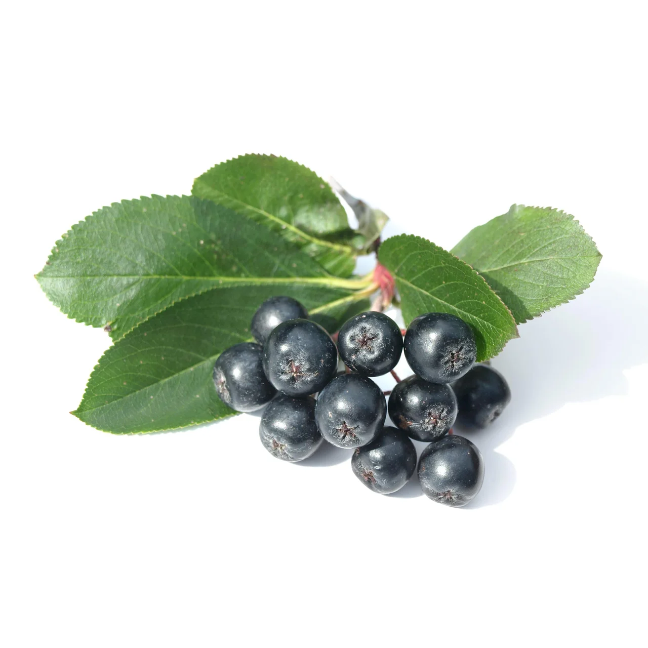 Apfelbeere Aronia Viking | © R. Rombach Pflanzenproduktion