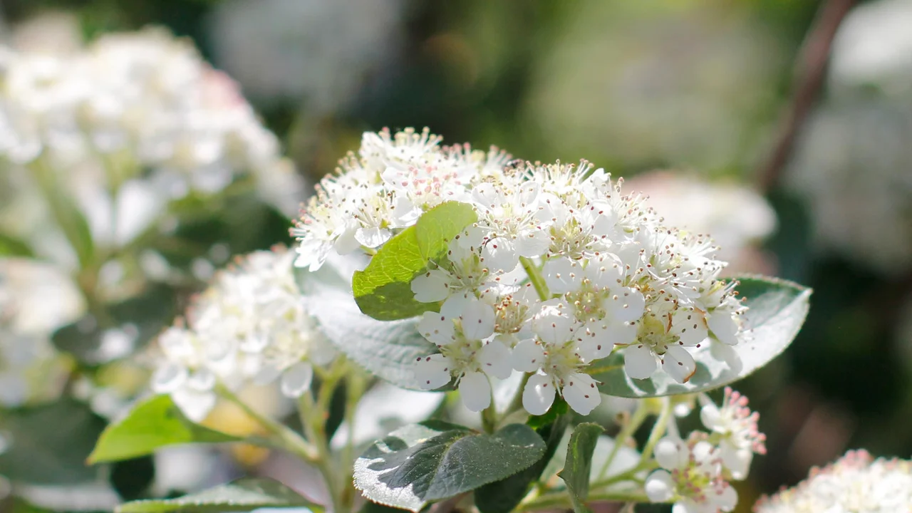 Apfelbeere Aronia Viking | © R. Rombach Pflanzenproduktion
