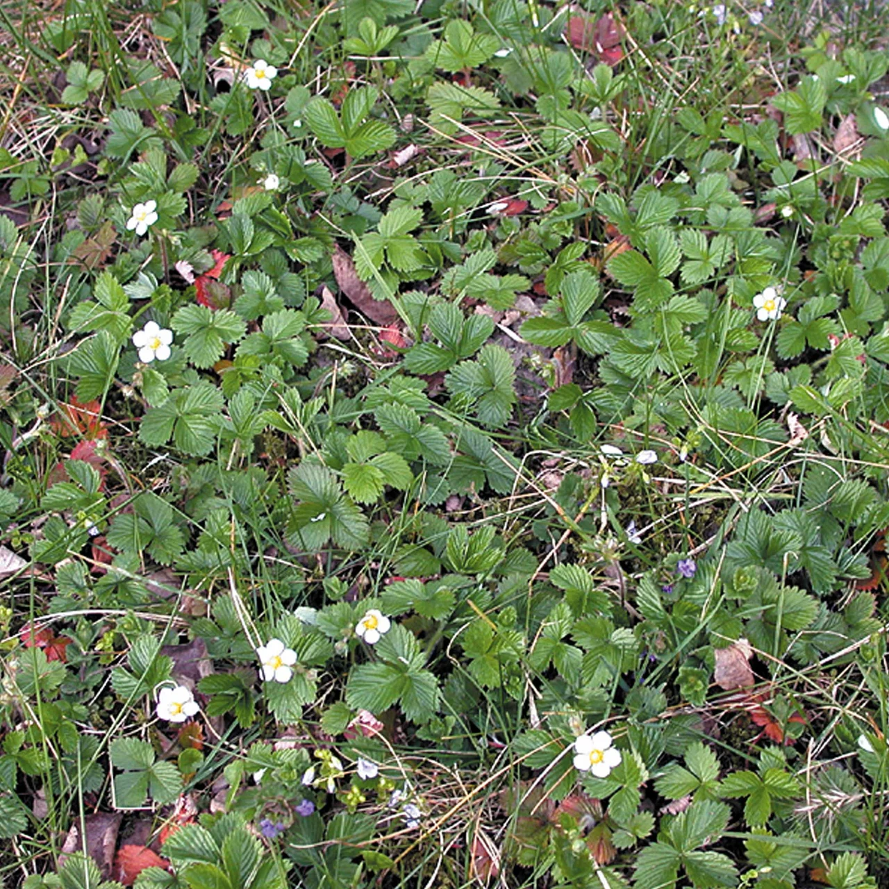 Walderdbeere in Bio-Qualitt  Beeren fr den eigenen Garten