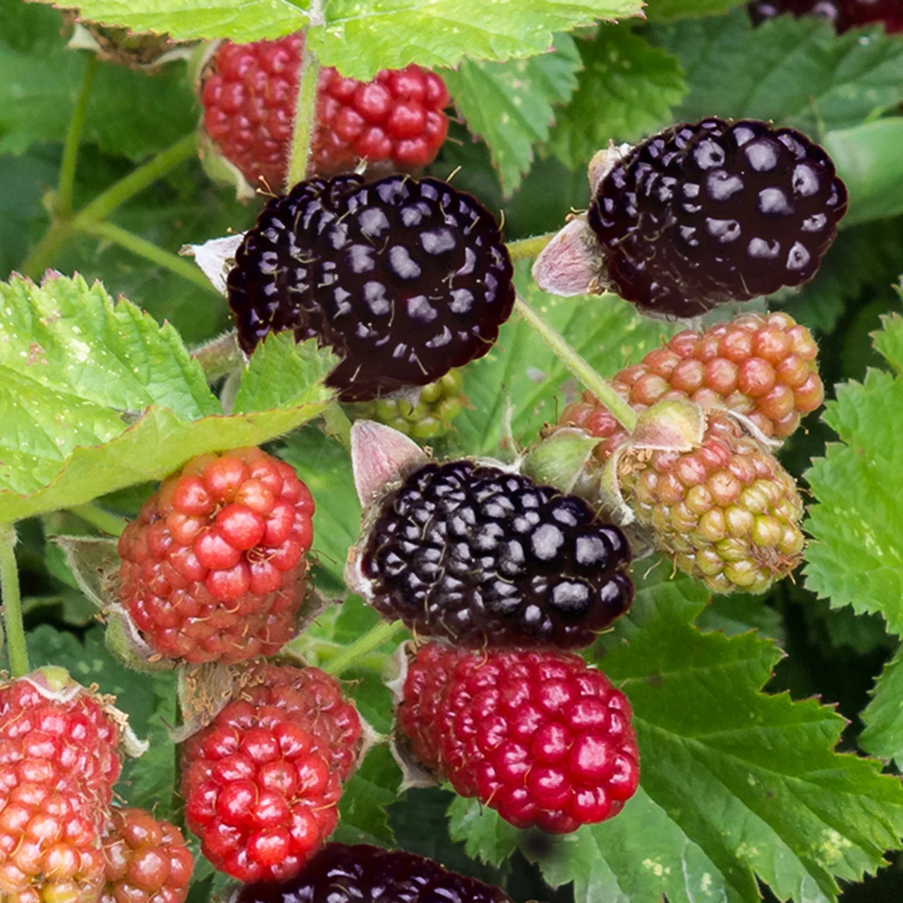 Boysenbeere | © R. Rombach Pflanzenproduktion