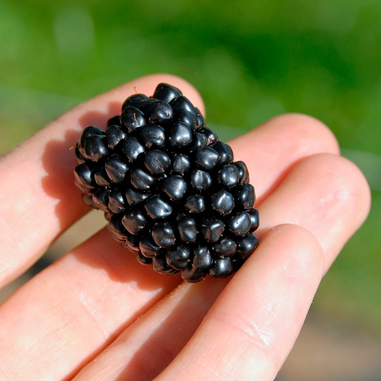 Brombeere Navaho® Summerlong® | © R. Rombach Pflanzenproduktion