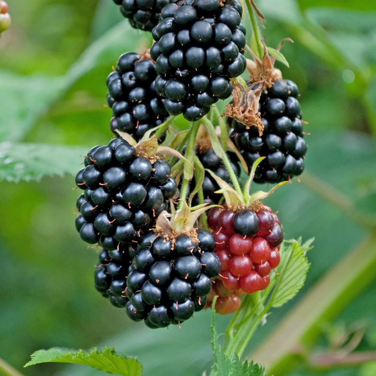 Brombeere Scotti Loch-Tay | © R. Rombach Pflanzenproduktion