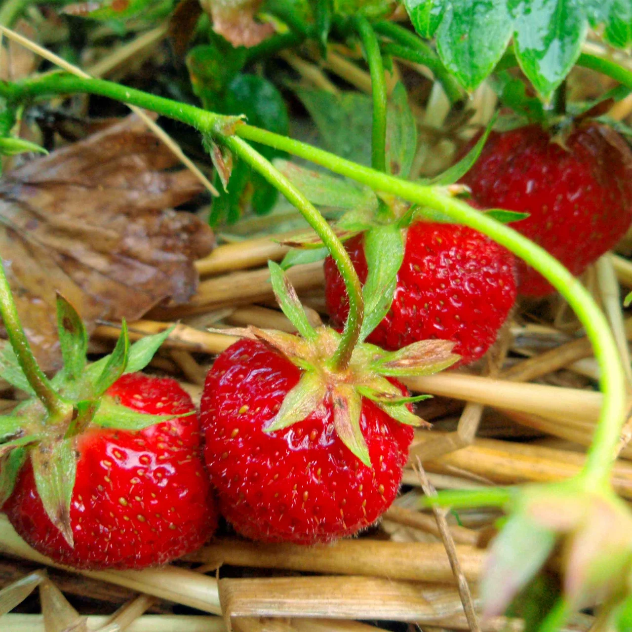 Fraisier Berneck 2