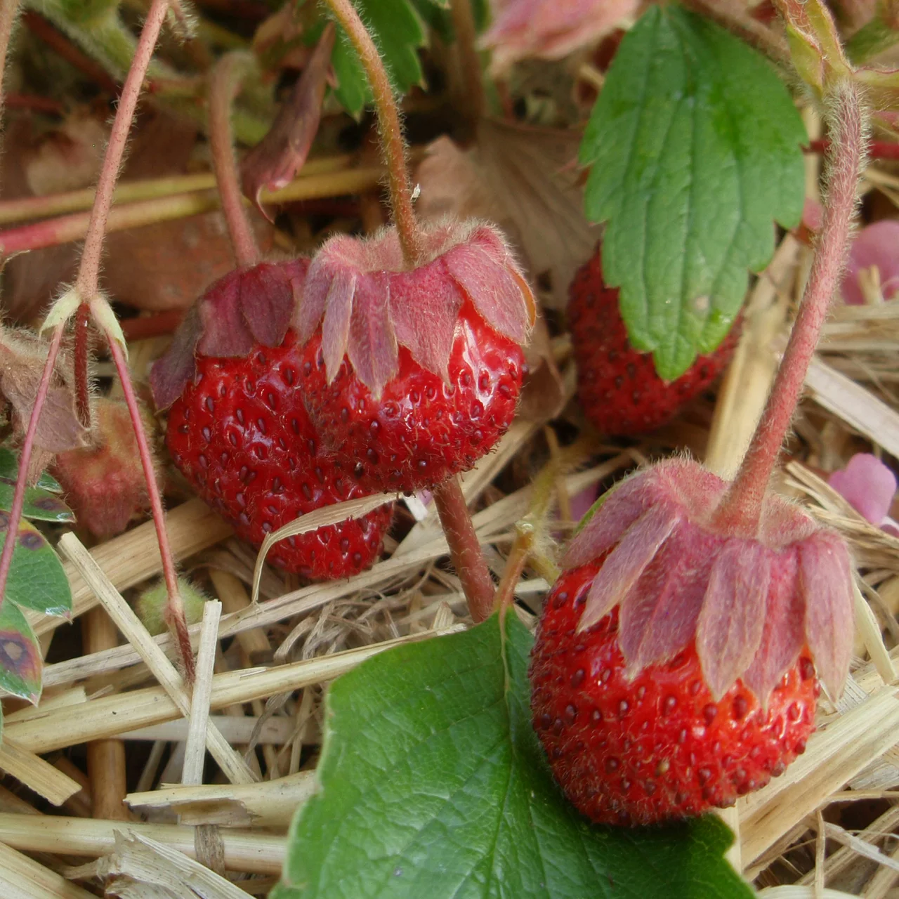 Erdbeere Schweizer Perle