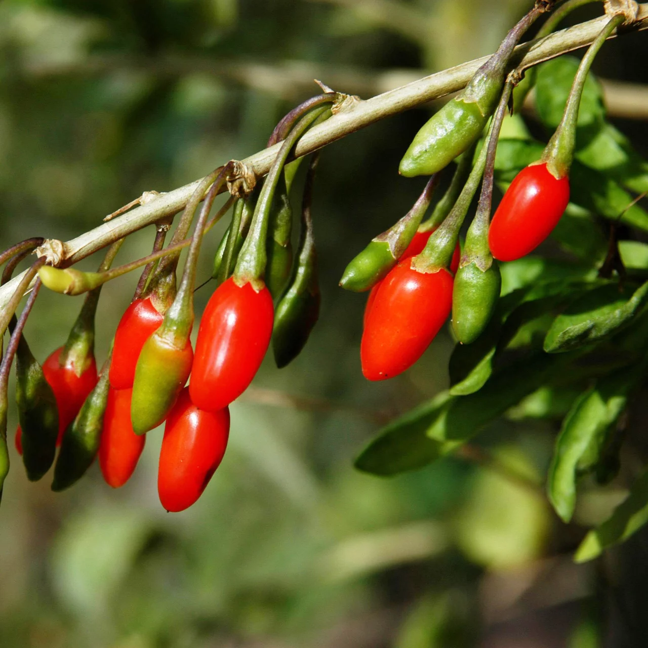 Lyciet de Barbarie – baies de goji L22 | © R. Rombach Pflanzenproduktion
