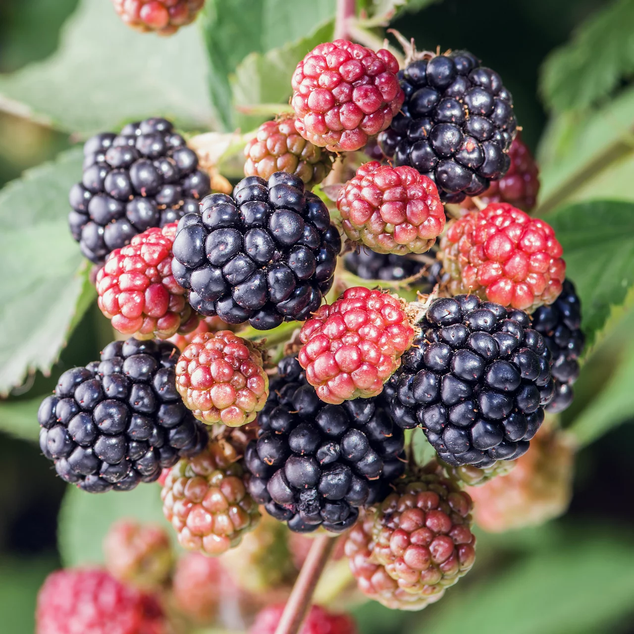 Mûre de ronce retombante Black Cascade | © R. Rombach Pflanzenproduktion